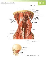Sobotta  Atlas of Human Anatomy  Trunk, Viscera,Lower Limb Volume2 2006, page 40
